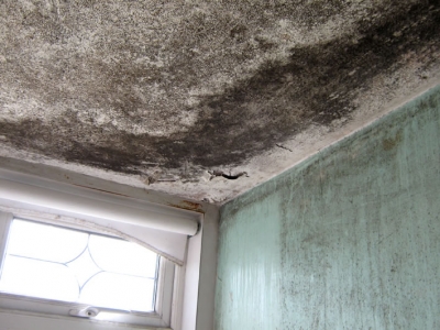 Mould growth